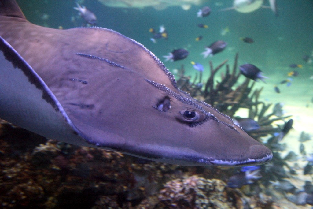 AQUARIUM ZOO 
